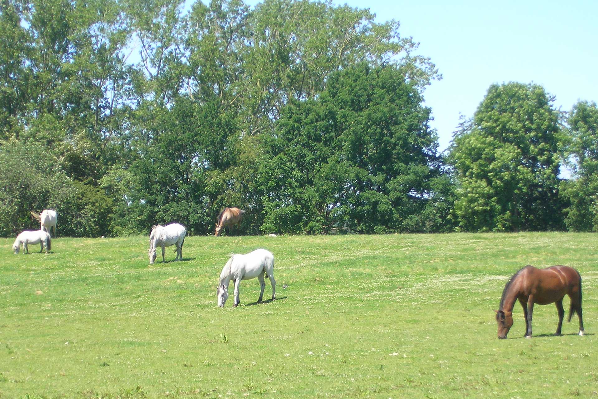Sylvia Nourney - Tierphysiotherapeutin